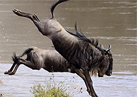 Maasai Mara National Reserve 1 Day Safari from Nairobi – Kenya