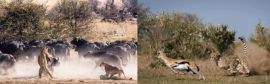 Ruaha National Park 1 Day Safari