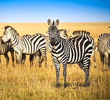 2 Days 1 Night Masai Mara National Reserve Budget Joining Safari