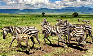 2 Days 1 Night Ngorongoro Crater Tanzania Luxury Flying Safari