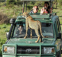 5 Days 4 Nights Masai Mara & Lake Nakuru Budget Joining Safari