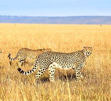 6 Day Budget Kenya Joining Safari Masai Mara, Lake Nakuru & Amboseli