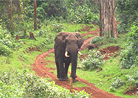 Aberdare National Park 1 Day Trip Safari from Nairobi – Kenya