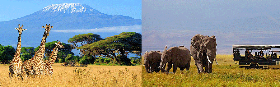 Amboseli National Park Kenya