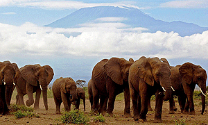10 Days 9 Nights Kenya Safari – Tsavo East, Amboseli, Aberdare, Samburu, Lake Nakuru & Masai Mara (Driving) From Mombasa