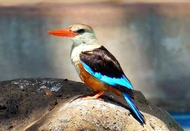 Amboseli National Park Kenya Tanzania Border | Mount Kilimanjaro Safaris