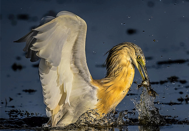 Amboseli National Park Kenya Tanzania Border | Mount Kilimanjaro Safaris