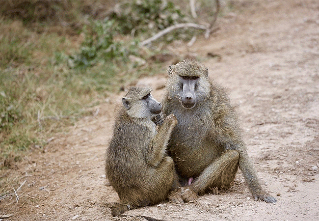 Amboseli National Park Kenya Tanzania Border | Mount Kilimanjaro Safaris