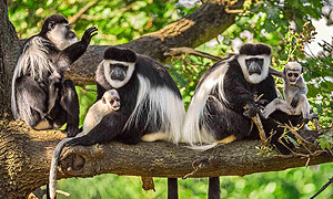 3 Days 2 Nights Tanzania Safari – Arusha National Park, Tarangire National Park & Lake Manyara (Driving) From Arusha Town