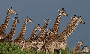 2 Days 1 Night Tanzania Safari – Arusha National Park (Walking & Canoeing on Momella Lake) From Arusha