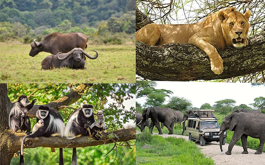 Arusha National Park