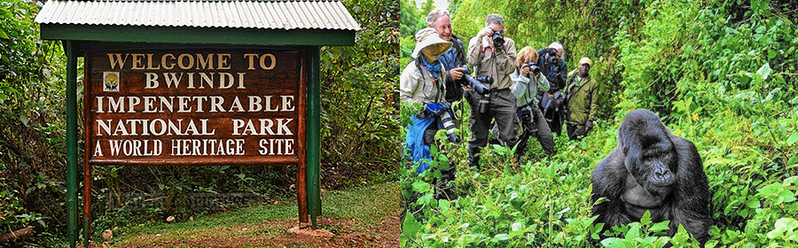Bwindi Impenetrable National Park