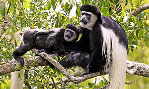 2 Days 1 Night Tanzania Safari – Combines Arusha National Park & Lake Manyara National Park (Driving) From Arusha