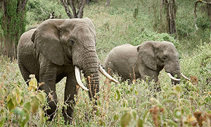 9 Days 8 Nights Tanzania Fly-in Luxury Safari Exclusively with Sanctuary Retreats Camps