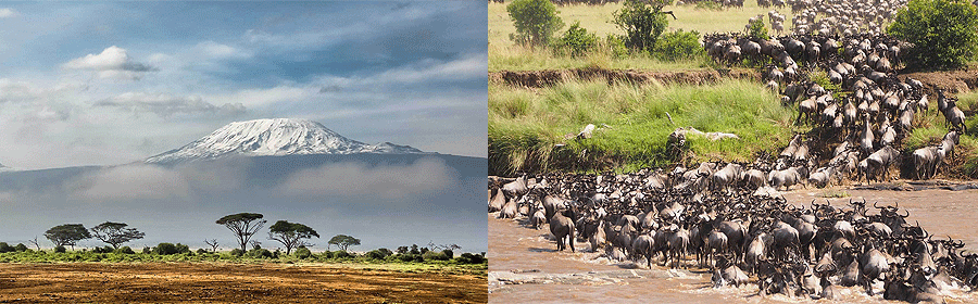 Domestic and Regional Flights