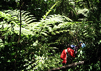 Gatamaiyu Riverine Walk Aberdares Ranges Day Tour from Nairobi – Kenya