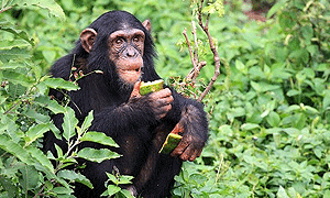 2 Days 1 Night Gombe Stream National Park Flying in Luxury Safari from Dar-es-salaam