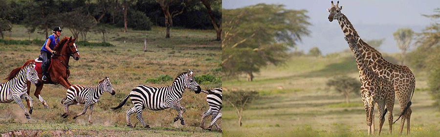 Horseback riding Lake Naivasha Day Tour Sanctuary Farm