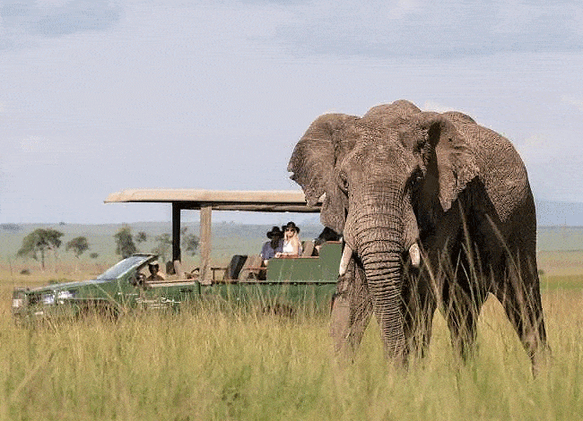 Kenya Safari Tours