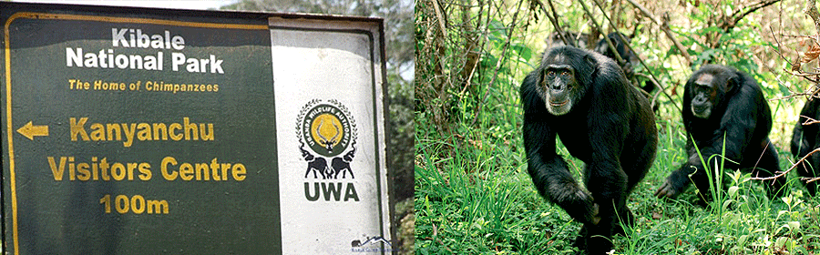 Kibale National Park