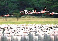 Lake Elementaita 1 Day Trip Safari from Nairobi – Kenya