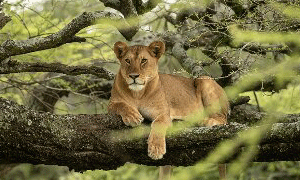 4 Days 3 Nights Tanzania Safari – Lake Manyara, Ngorongoro Crater & Tarangire (Driving) From Arusha