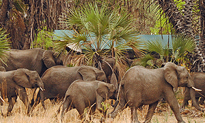 4 Days 3 Nights Tanzania Fly-in Safari Lake Manze Camp Selous Game Reserve