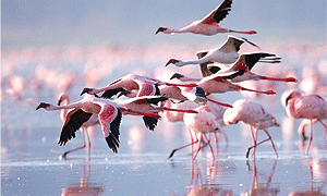 9 Days 8 Nights Kenya Road Safari – Amboseli, Aberdare, Samburu, Lake Nakuru & Masai Mara (Driving) From Nairobi