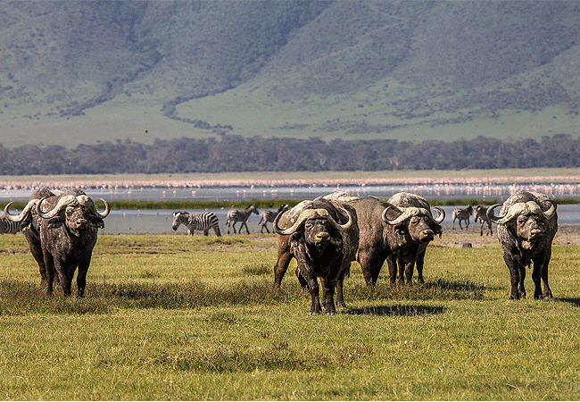 Lemala Osonjoi Lodge Ngorongoro Crater Tanzania