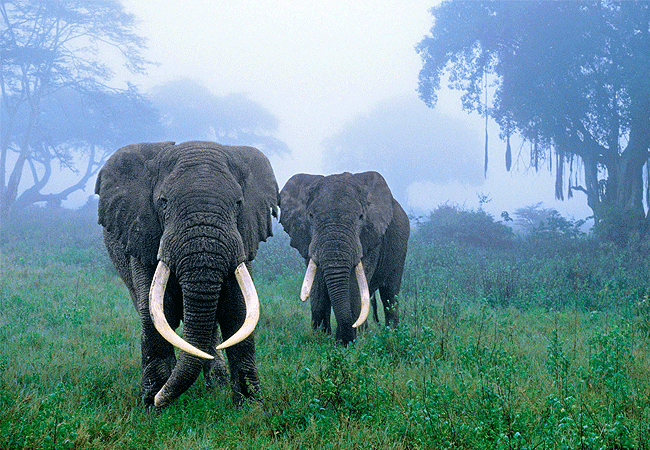 Lemala Osonjoi Lodge Ngorongoro Crater Tanzania