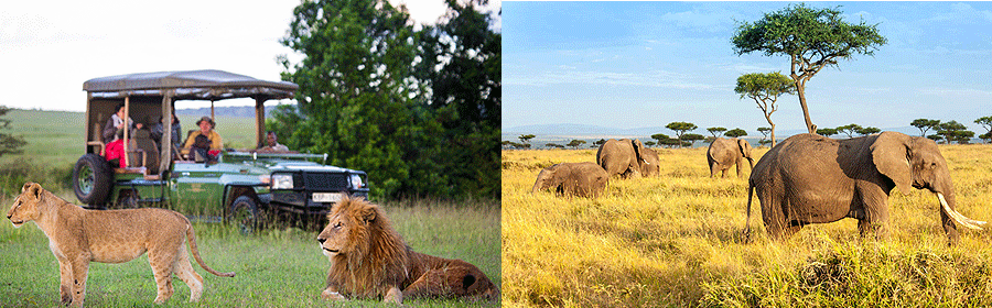 Masai Mara National Reserve