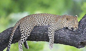 7 Days 6 Nights Kenya & Tanzania Bush & Beach Safari exclusively with andBeyond Camps and Lodges (Masai Mara & Zanzibar)