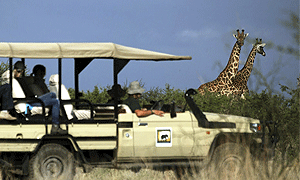 2 Days 1 Night Tanzania Luxury Safari – Manyara Ranch Conservancy (Driving) From Arusha