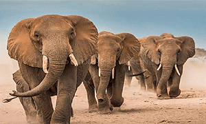 13 Days 12 Nights Kenya & Tanzania Fly-in Luxury Safari Masai Mara (Naboisho Conservancy), Serengeti National Park, Ruaha National Park & Zanzibar Island