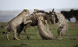 10 Days 9 Nights Kenya & Uganda Fly-in Safari combines Samburu, Masai Mara & Bwindi Gorillas Starts in Kenya & Ends in Entebbe Uganda