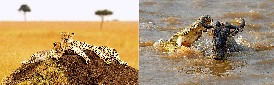 Masai Mara Game Reserve