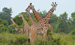2 Days 1 Night Tanzania Safari – Mikumi National Park (Driving) From Dar-es-salaam