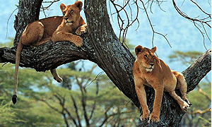 3 Days 2 Nights – Tanzania Safari Mikumi National Park (Driving) From Dar es Salaam