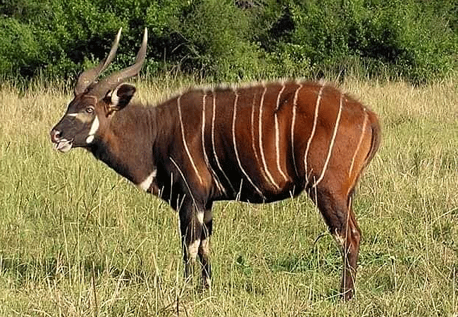 Mount Kenya Climbing 2 Days 1 Night Trekking Trip