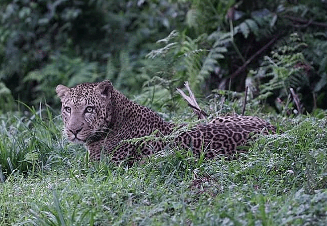 Mount Kenya Climbing 2 Days 1 Night Trekking Trip