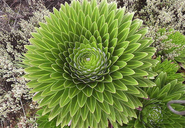 Mount Kenya Climbing 2 Days 1 Night Trekking Trip