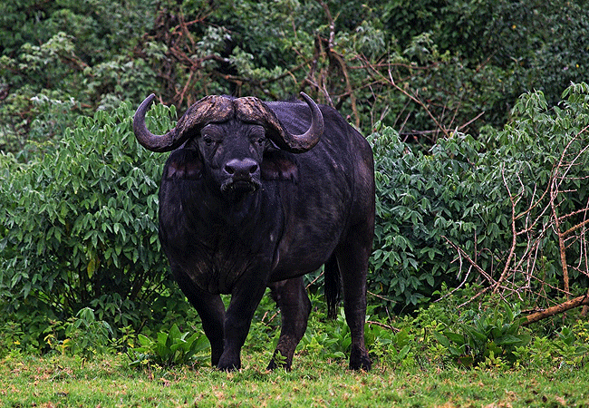 Mount Kenya Climbing 2 Days 1 Night Trekking Trip