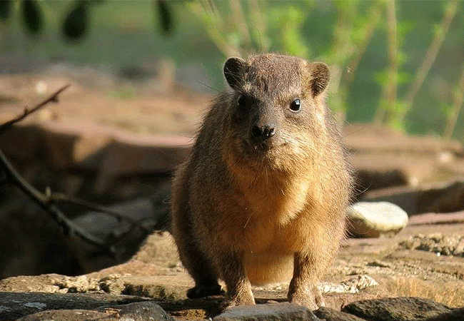 Mount Kenya Climbing 2 Days 1 Night Trekking Trip