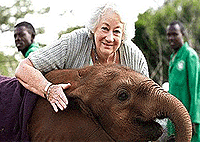 Nairobi Park, Elephants Orphanage, Giraffe Centre Tour – Kenya