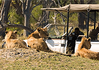 Nairobi Park Baby Elephants Giraffe Centre Karen Blixen Museum Tour