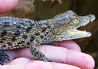 Nairobi Mamba Village Crocodile Farm Day Tour – Kenya