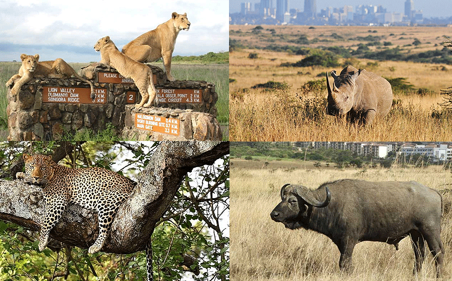 Nairobi National Park Day Tour