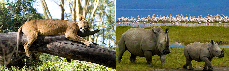 Lake Nakuru National Park
