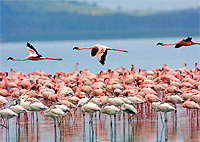 5 Days/ 4 Nights Windsor Hotel Golf Club – Great Rift Valley Lodge – Lake Nakuru