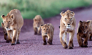 3 Days 2 Nights Tanzania Safari Serengeti National Park & Ngorongoro Crater (Driving) From Mwanza